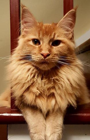 A cat sitting on top of a wooden chair.