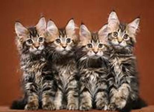 A group of cats sitting in front of each other.