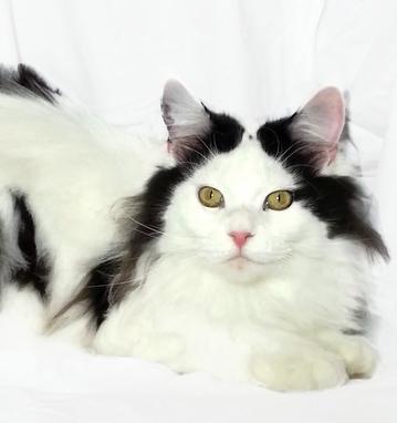 A black and white cat is laying on the ground