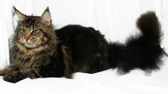 A cat laying on top of the ground.