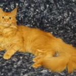 A cat laying on the ground with its head down.