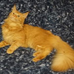 A cat laying on the ground with its head down.