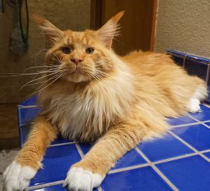 A cat laying on the ground with its head down.