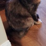 A cat laying on the ground with its head down.
