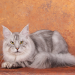 A cat laying on the ground with its head down.