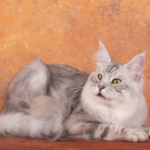 A cat laying on the ground with its head down.