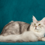 A cat laying on the ground with its head down.
