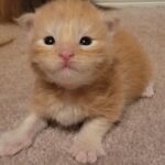 A cat laying on the ground with its head down.