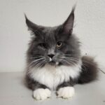 A cat laying on the ground with its head down.