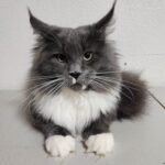 A cat laying on the ground with its head down.