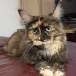 A cat laying on the ground with its head down.