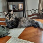 A cat laying on the ground with its head down.
