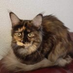 A cat laying on the ground with its head down.