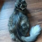 A cat laying on the ground with its head down.