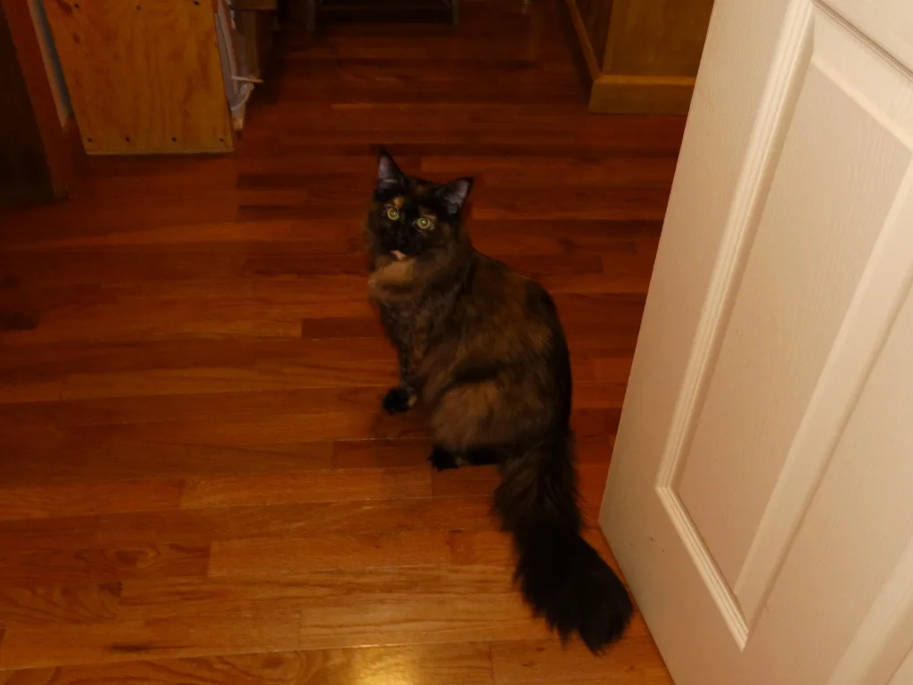 A cat laying on the ground with its head down.