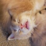 A cat laying on the ground with its head down.