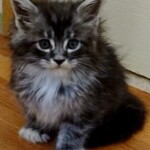 A fluffy cat sitting on the floor of a room.