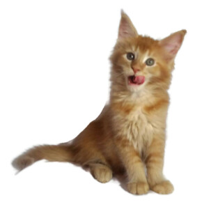 A cat sitting on its side with it's mouth open.