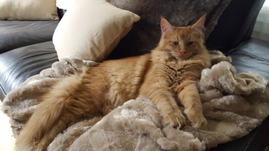 A cat laying on top of a blanket.