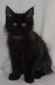 A black kitten sitting on top of a white blanket.