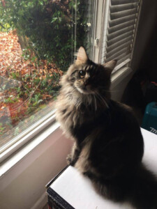 A cat sitting on top of a window sill.