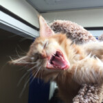 A cat is yawning while sitting on the window sill.