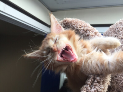 A cat is yawning while sitting on the window sill.