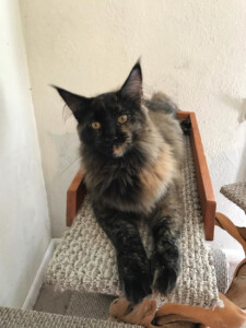 A cat sitting on top of a wooden shelf.