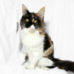 A cat sitting on top of a white sheet.
