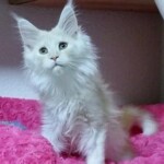 A white cat sitting on top of pink carpet.