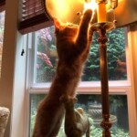 A cat standing on its hind legs reaching for a light.
