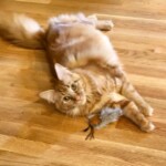 A cat is laying on the floor with its head down.