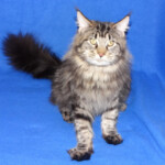 A cat standing on top of a blue blanket.