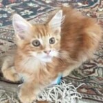 A cat is sitting on the floor and looking at the camera.