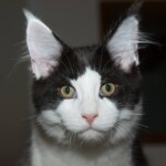 A black and white cat with yellow eyes.