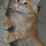 A cat is sitting on the floor looking up.