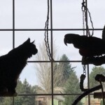A cat sitting on top of a window sill.