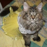 A cat wearing a shirt on top of a bed.