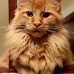 A cat sitting on top of a wooden chair.