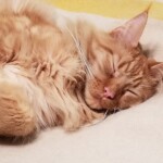 A cat is sleeping on the floor with its head hanging down.