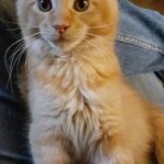 A cat sitting on top of a person 's lap.