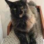 A cat sitting on top of a wooden shelf.
