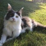 A cat is laying in the grass looking at the camera.