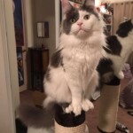 A cat standing on top of a cardboard tube.