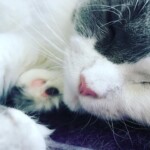 A close up of the face and head of a cat