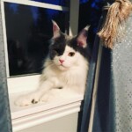 A cat sitting on top of the window sill.