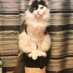 A cat sitting on top of a rope.