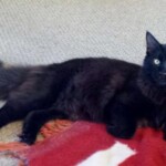 A black cat laying on the floor next to a red blanket.