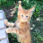 A cat standing on its hind legs in the grass.