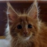 A close up of a cat with long hair